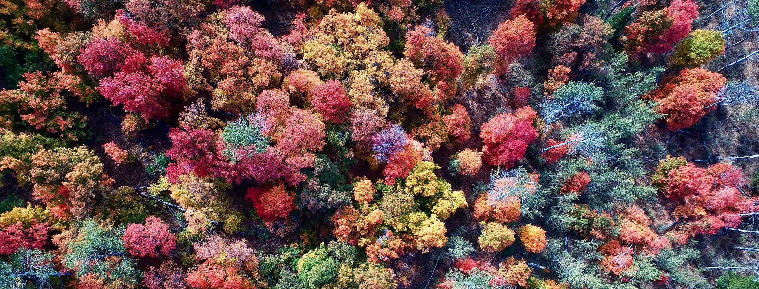 fall foliage