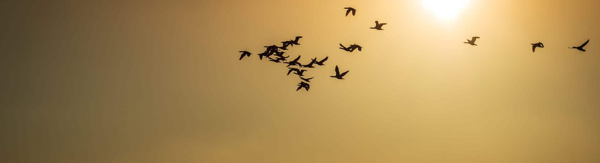 Birds_at_sunset_S_2452-X3