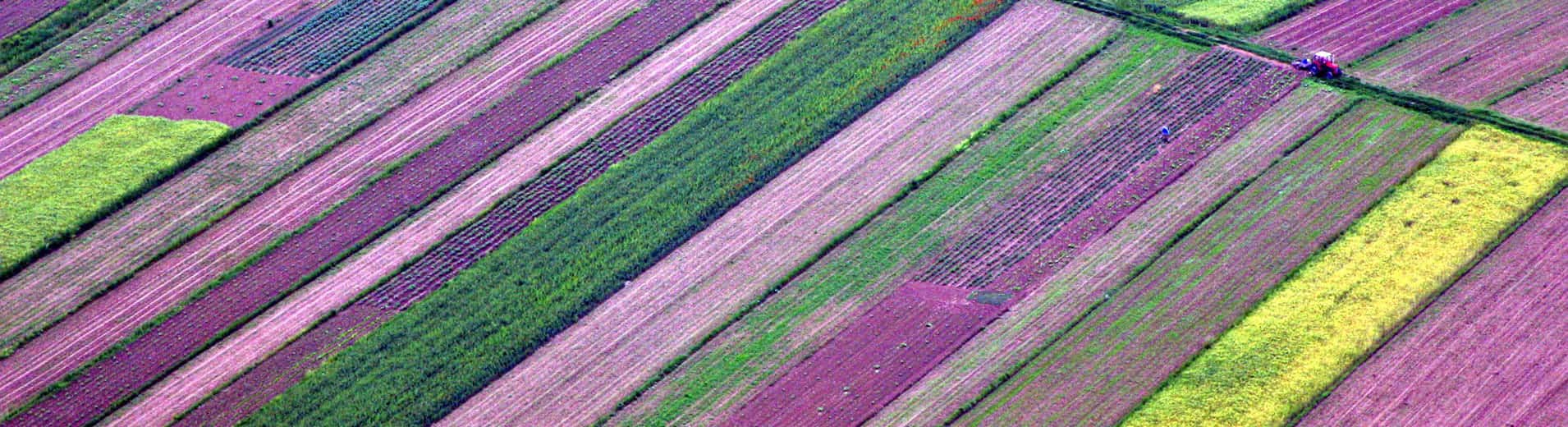 Colorful_fields_N_2368